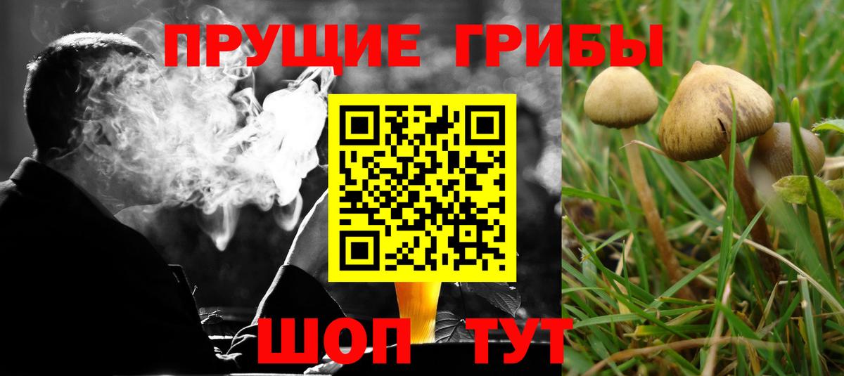 Псилоцибиновые грибы Cubensis Шали